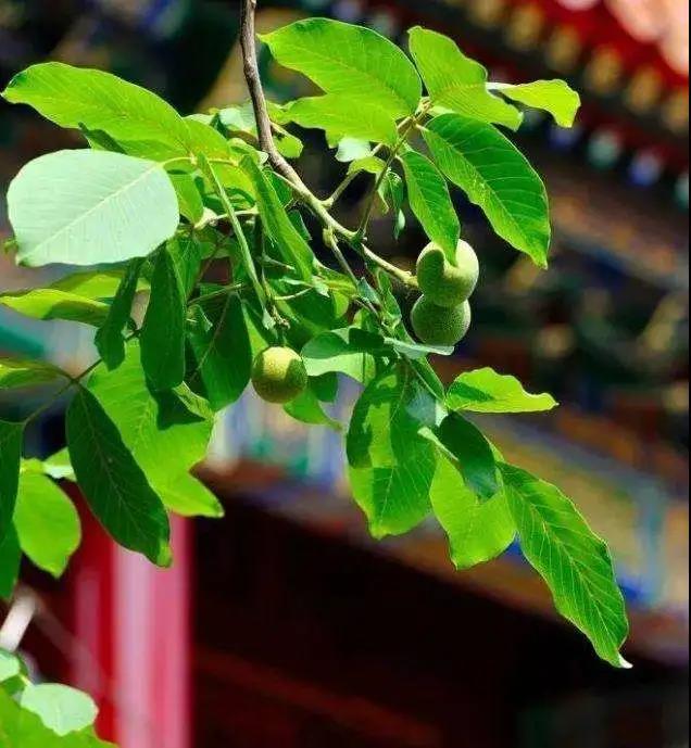 故宫最令人向往的宫殿