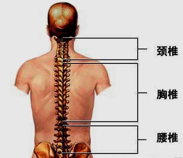 记住"颈腰诊断歌,立马就知病根在哪!