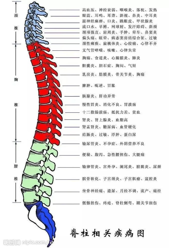 胸六椎是心之根,血压增高要加肾, 血质狼疮是其一,癔病抽风头汗因.