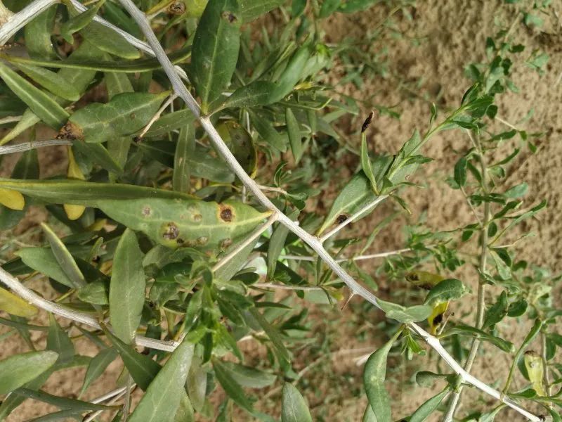 危害要点 枸杞瘿螨危害枸杞的叶片,花蕾,幼果,嫩茎,花瓣及花柄,花蕾