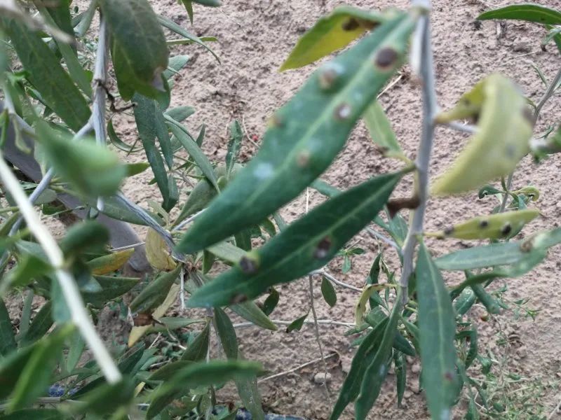 危害要点 枸杞瘿螨危害枸杞的叶片,花蕾,幼果,嫩茎,花瓣及花柄,花蕾