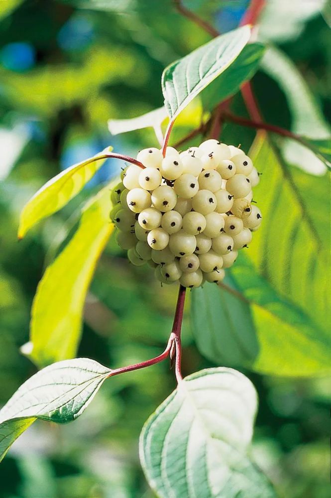 5种浆果植物为你的花园带来鸟鸣