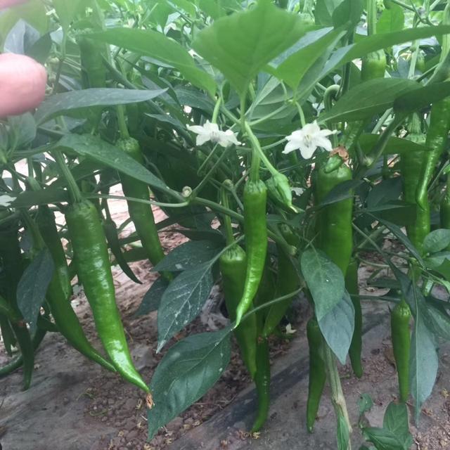 辣椒果实上出现黑斑,什么病害造成的?种植户如何防治?