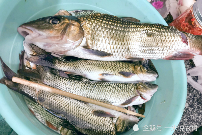 卖价是鲫鱼的6倍俗称虫虫鱼都说好吃却少有人见过