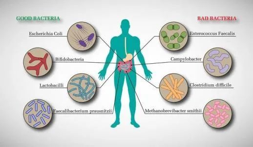 大多数的肠道微生物与人体是互利共生的,可以说是人类的"微生物器官"