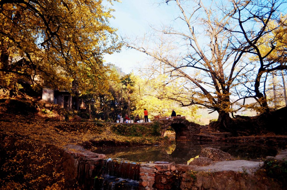 多彩贵州——妥乐古银杏风景区,六盘水盘州市,金秋里的绚烂村寨