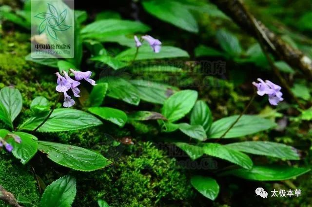 别名东南长蒴苣苔,石麻婆子草,石芥菜.