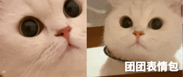 历史回顾|网红猫咪|猫咪奶团子表情包(二)