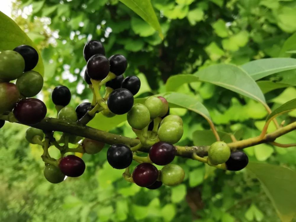 荜澄茄,澄茄子这两种药材,果实外型相似,常用澄茄子代替荜澄茄使用