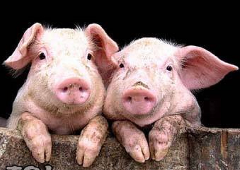 我认为在农村每户圈养一两头猪,并不会污染环境,您认为呢?