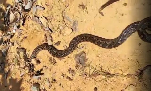 梦见两条蛇缠着我的腿，梦境背后的深层含义与解析