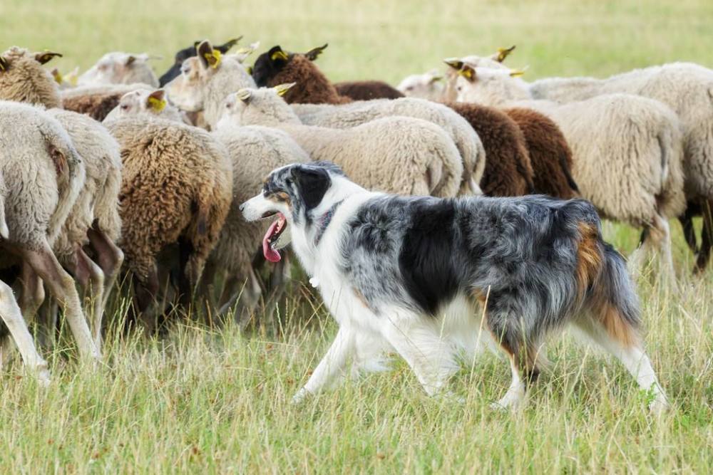 有感中国专业牧羊犬的优秀品质它们是人类的好朋友当之无愧