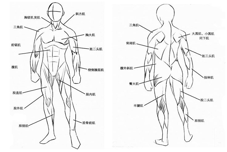 竟有如此露骨的教程?人体结构肩颈和躯干