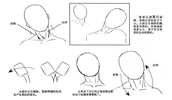 转头绘制要点