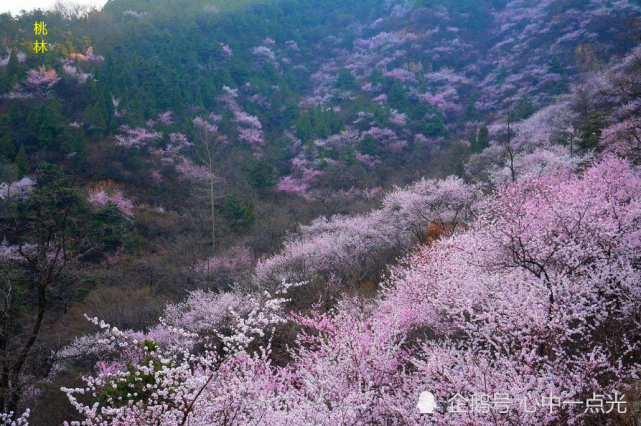 山海经中山经—缟羝山山系:常烝(zhēng)山,夸父山—名林:桃林