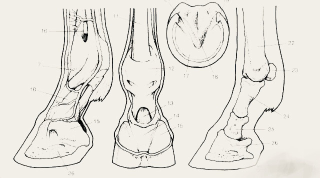 四肢上与地面直接接触的就是马蹄,这是四肢骨骼的末端结构,在发展进化