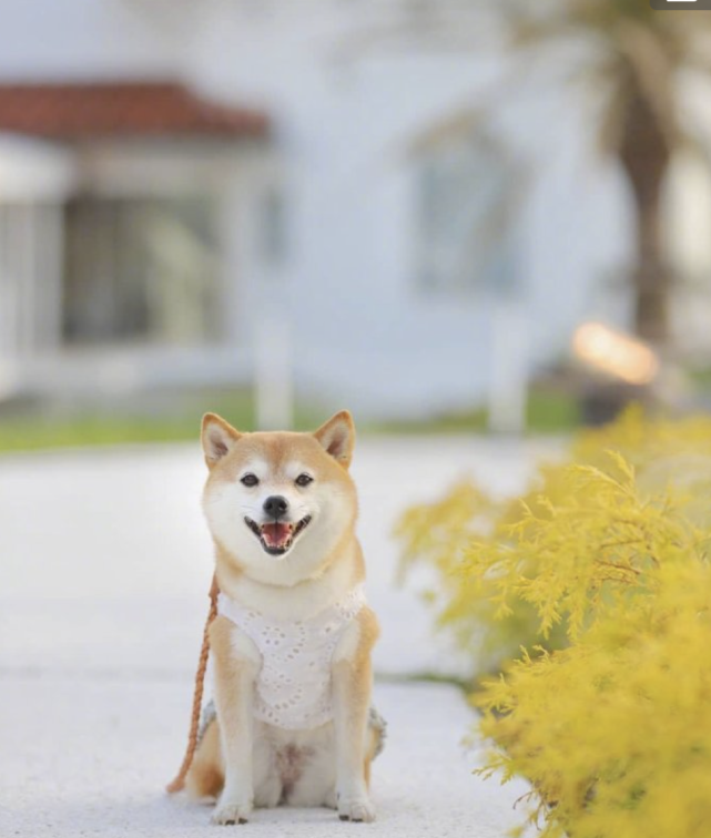 九月你好,柴犬的阳光微笑,给你带来力量