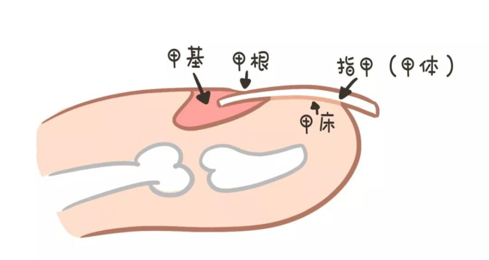 指甲月牙少代表娃身体不好白点是肚里有蛔虫一篇说清关于指甲的疑问