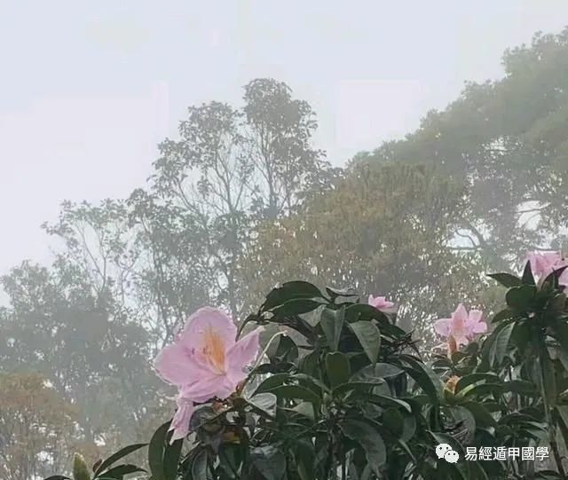 风水学中的树木花草,需要注意什么?