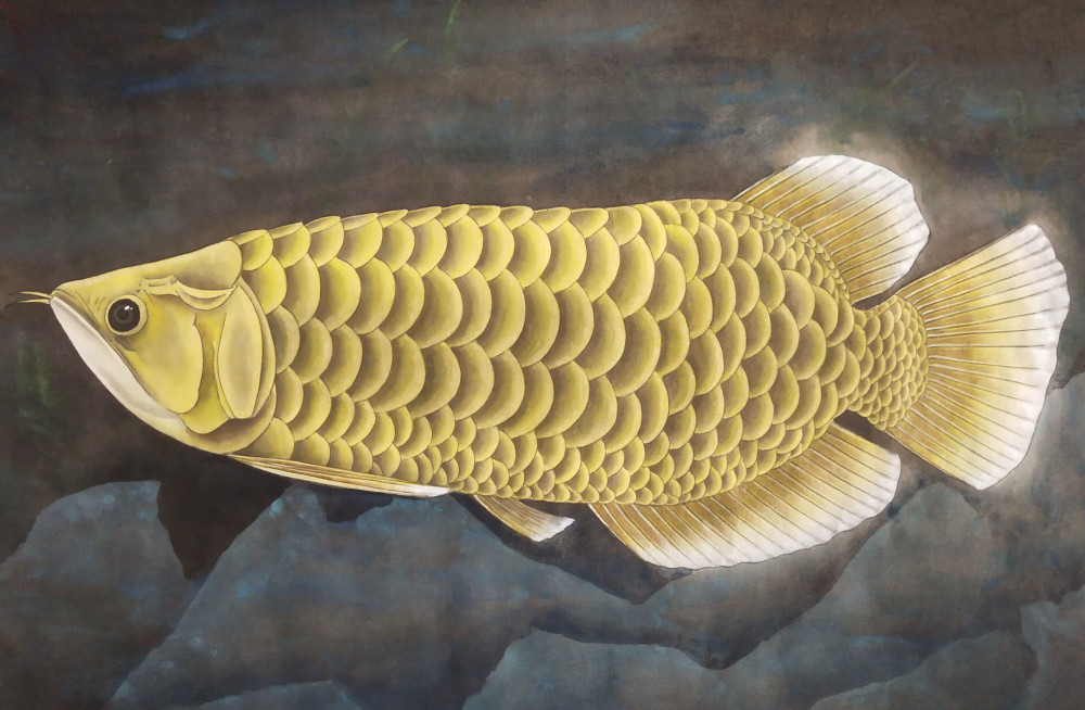 华丽的鱼中贵族龙鱼工笔艺术画欣赏