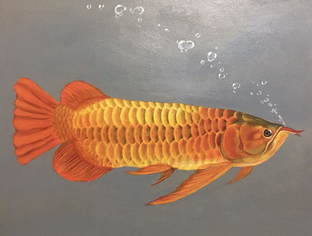 华丽的鱼中贵族——龙鱼工笔艺术画欣赏