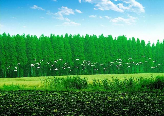 中国生物多样性保护江苏林业篇