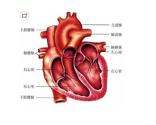 主动脉瓣狭窄是怎么回事