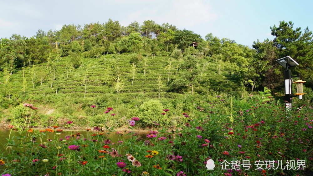 花的乡,茶的谷,诗意一般的网红打卡地花乡茶谷风景区