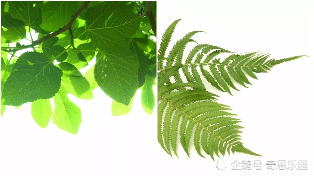 为什么树叶会有各种各样的形状?真相在这里