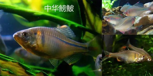 中华细鲫 中华细鲫aphyocypris chinensis 分类地位:鲤形目