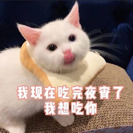 表情包萌萌的猫咪表情包合集太可爱了