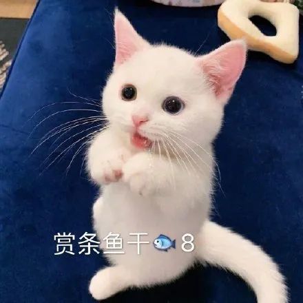 表情包萌萌的猫咪表情包合集太可爱了