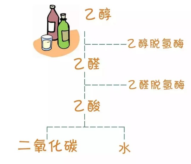 二,乙醛脱氢酶(aldh)把乙醛转化为乙酸(醋酸)一,乙醇脱氢酶(adh)把