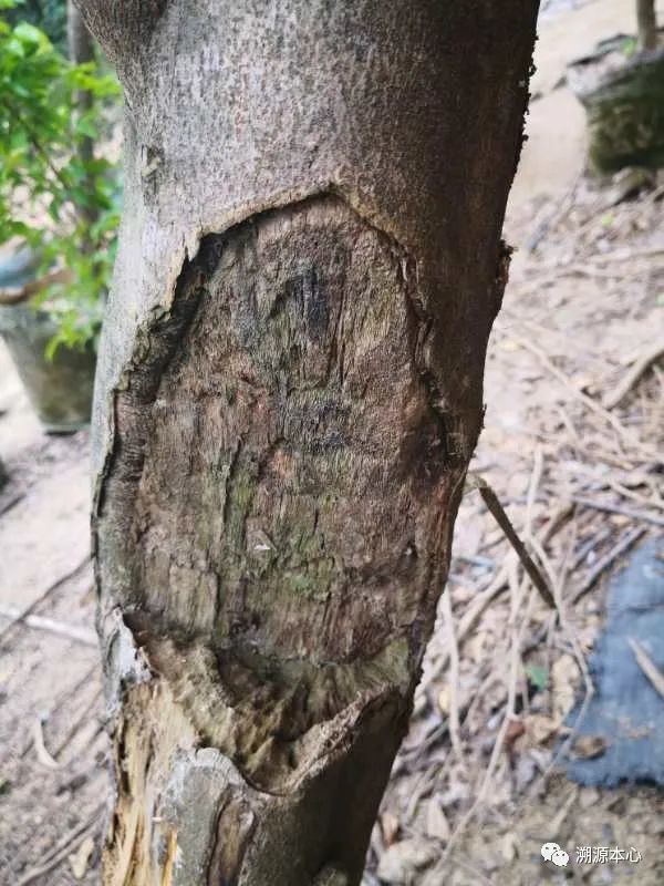 如何使沉香树提高结沉香的技巧和方式