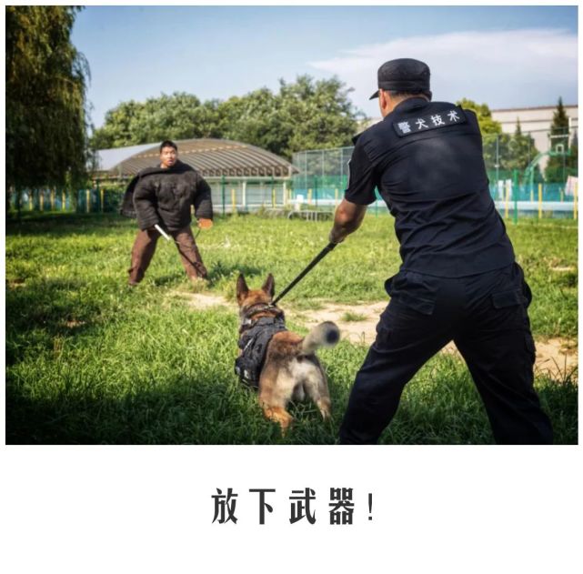 公交警犬的"自白"