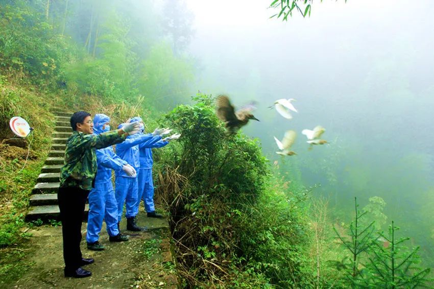 遂川千年鸟道,鸟类南北迁徙黄金通道