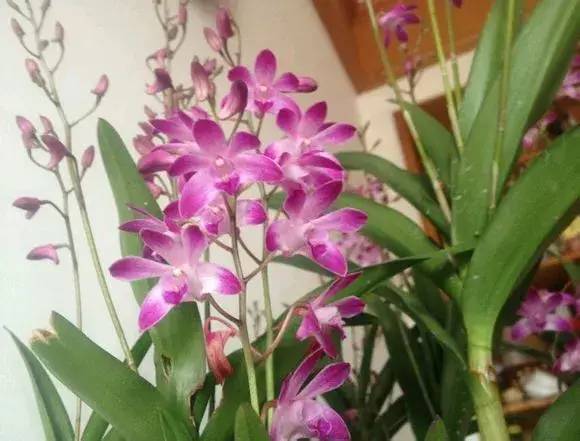 石斛花大全,美呆了!