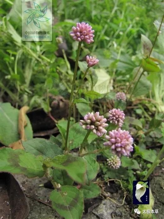 石莽草,见过吗?利尿通淋.治肾盂炎,膀胱炎,尿路结石