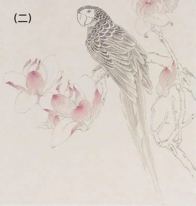 【工笔教程】金刚鹦鹉玉兰绘画步骤