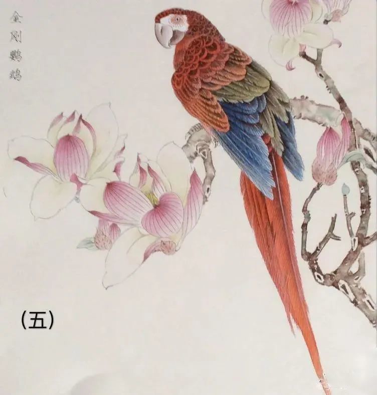 【工笔教程】金刚鹦鹉玉兰绘画步骤