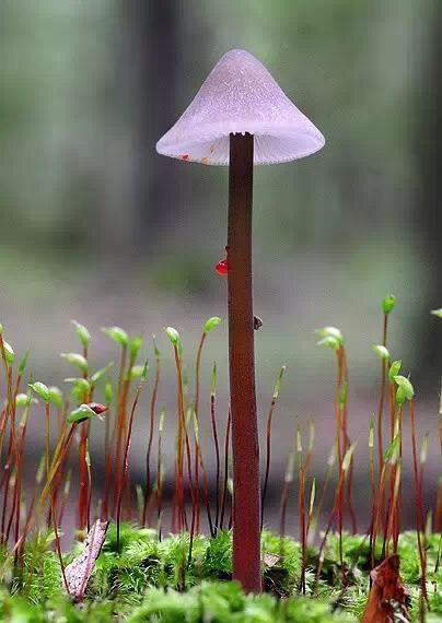 雨后惊喜-那些长相惊艳的蘑菇