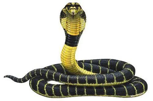 东莞一果园惊现3米长大蟒蛇!银瓶山林场将蟒蛇