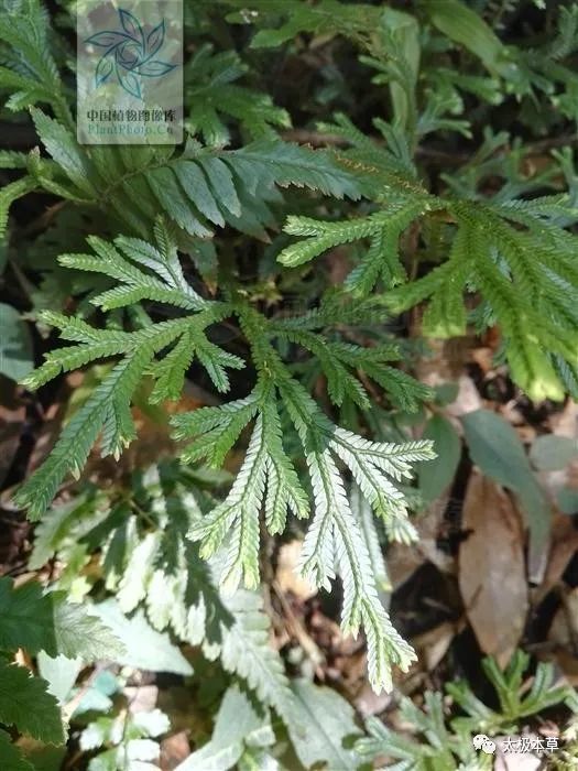 龙鳞草,见过吗?能清热解毒,抗癌,止血