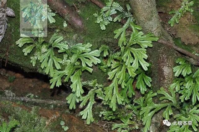 龙鳞草,见过吗?能清热解毒,抗癌,止血