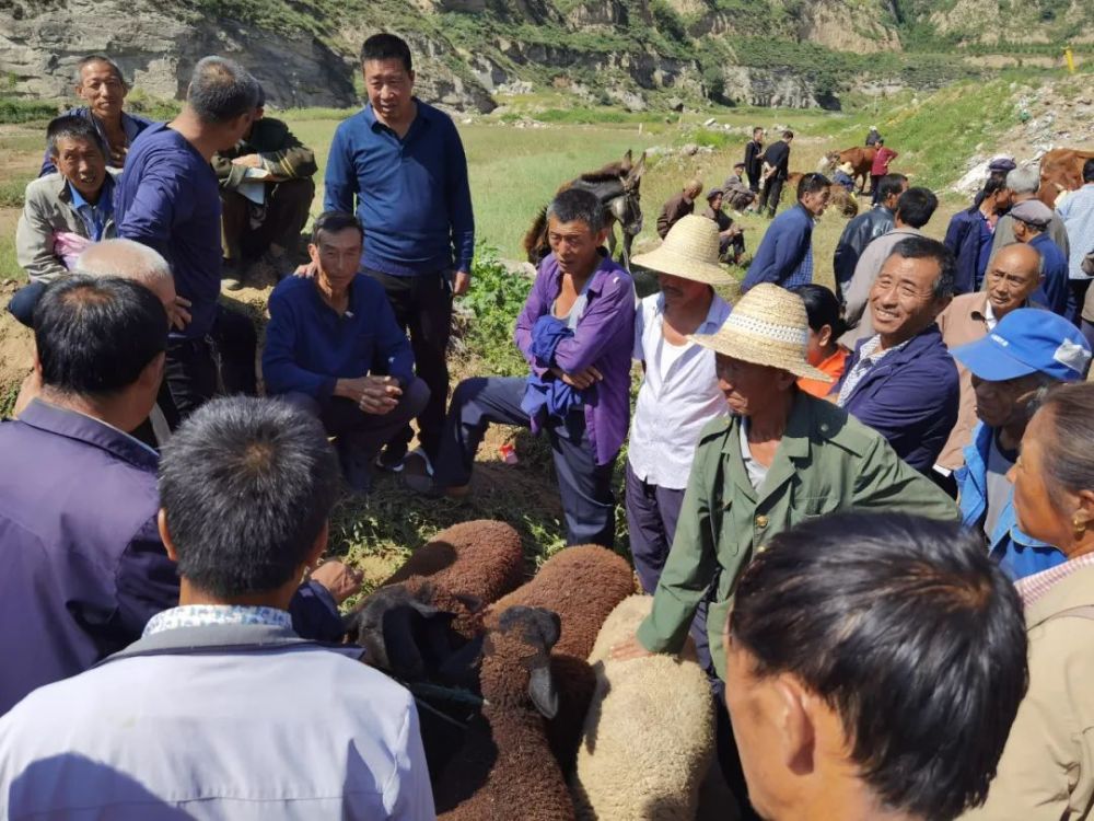 民俗兴县兴县热闹的七月十五骡马古会现场人山人海牛羊成群