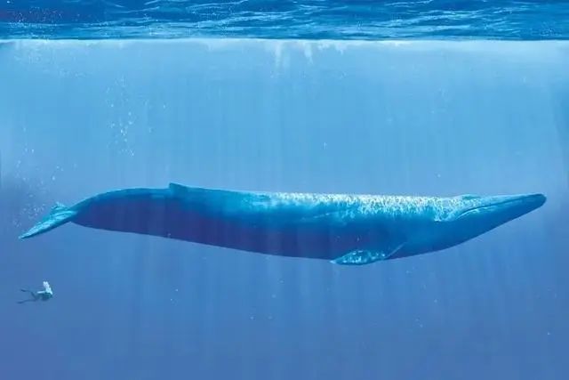 蓝星最大的生物蓝鲸和潜水员,放天上就是「养鲲」的感觉