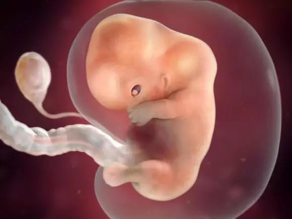 孕妇十月怀胎,这样的"胎儿成长记",读懂从受精卵到胎儿全过程