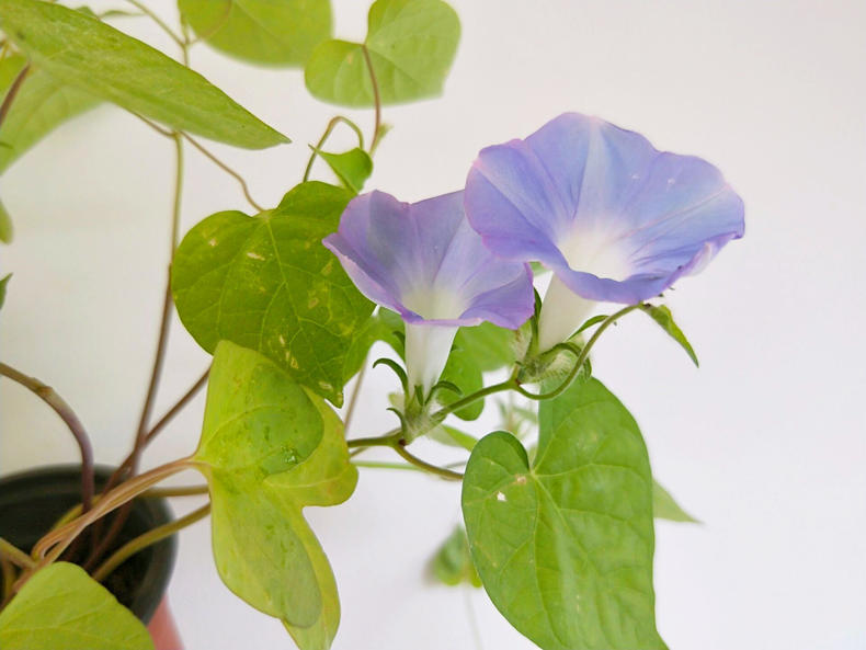 分枝多而且枝叶繁茂,可以长高长大,成了带树枝的"牵牛花,其实二者科