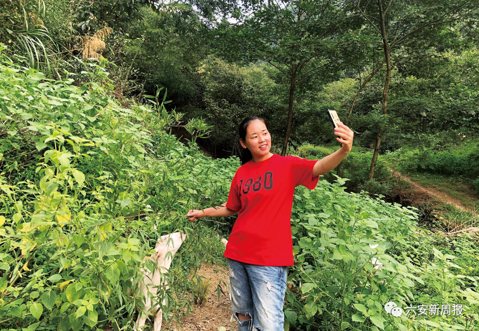 今天带你们看看我们羊圈里的头羊……"8月26日下午,舒城县山七镇志菊