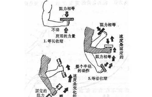 什么是等长收缩怎么利用它提高训练效果呢